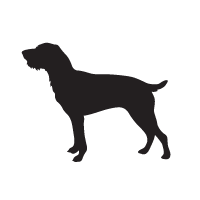 Pudelpointer