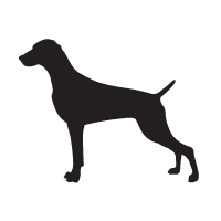 Weimaraner
