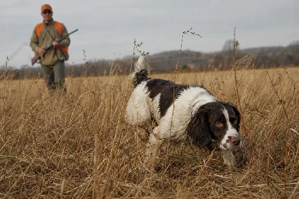 Spaniel Bird Dogs