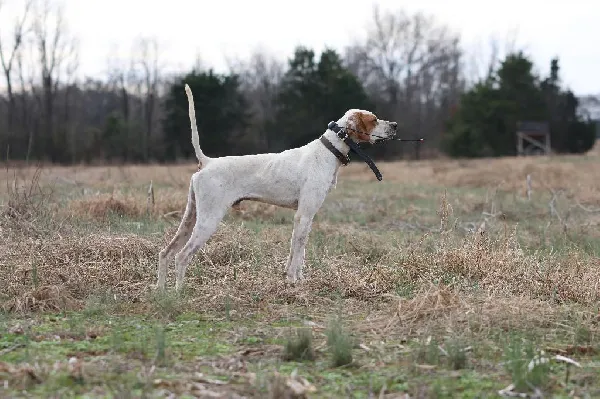 English Pointer or Pointer?