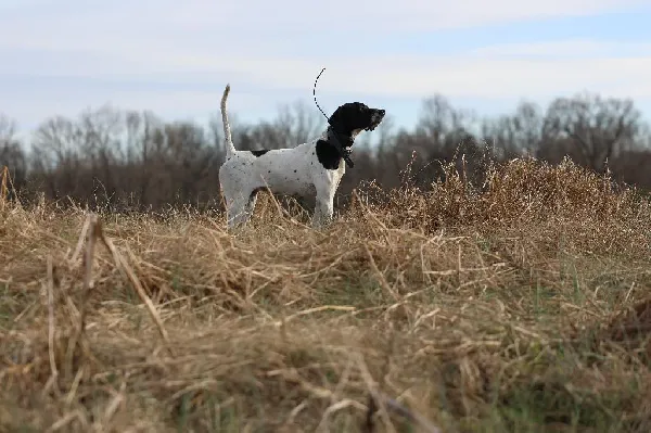 Looking for a Pointer?