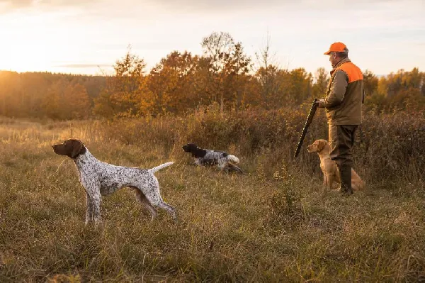 Pointer vs Flusher vs Retriever