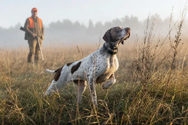 How Gun Dogs Use Their Nose in the Field