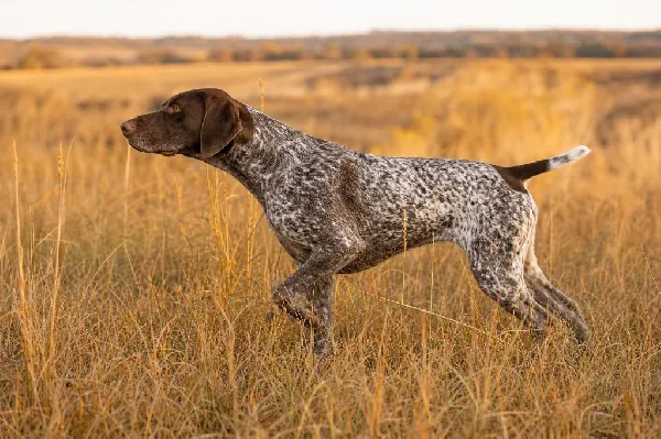 German Shorthaired Pointer Guide for Bird Hunters