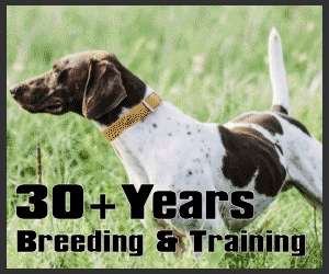 PRINCES QUALITY GUN DOGS